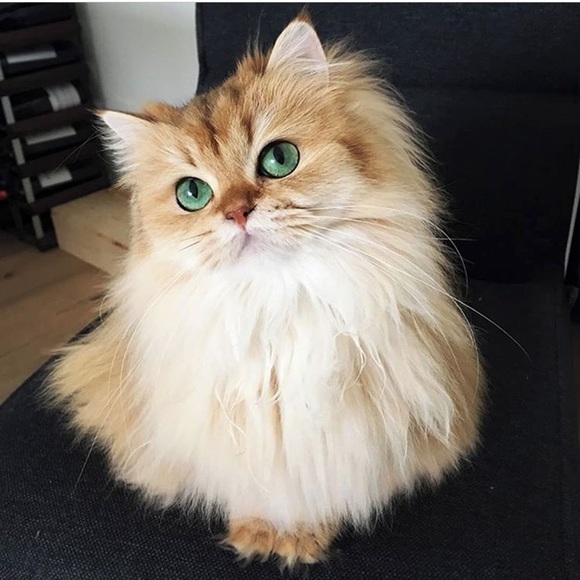 marissagangone